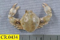 藏品(頭蓋玉蟹)的圖片